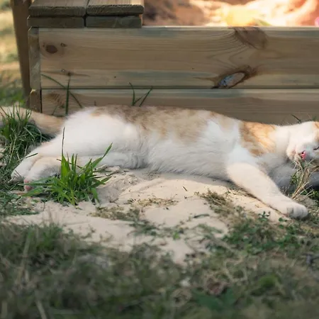 Jędrusiowa Chata Wielen